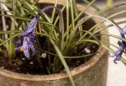 Solmuş çiçekleri adeta coşturuyor! 1 bardağı çiçekleri saksıdan taşıracak