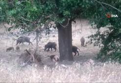 Malatya’da domuz sürüleri görüntülendi