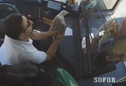 İETT otobüsüne çarparak yaralanan martı, şoför tarafından kurtarıldı