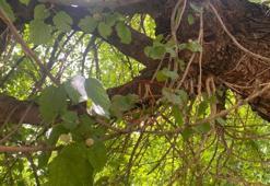 Yer: Diyarbakır! Ağaçta görüntülendi sonra gözden kayboldu