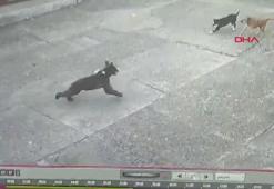 Çay fabrikasının bahçesine giren yavru ayı kamerada