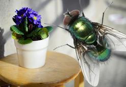 Sineklenen toprak çiçekleri coşturuyor! Kokusunu bilenler hemen değiştiriyor