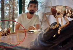 Dev çekirge bu kez de Batman'da görüldü