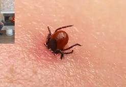 Giresun'da kene kabusu! 1 kişi hayatını kaybetti