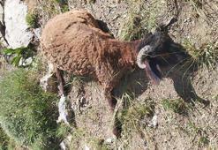 Kurtlar sürüye saldırdı, 120 koyun telef oldu