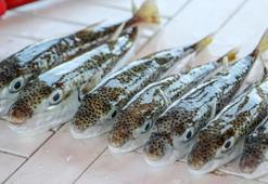 Balon balığı avcılarına 218 bin lira ödeme