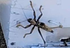 Elazığ'da et yiyen dev çekirge görüldü