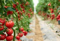 Yaş meyve sebze ihracatı 6 ayda 3 milyar doları aştı