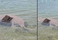 Dünyaca ünlü koyda tepki çeken manzara