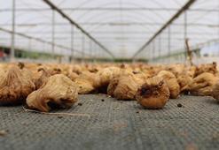 Kuru incir ihracatında büyüme