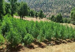 Diyarbakır’da 1 buçuk milyon kök kenevir ele geçirildi