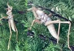 Diyarbakır’da etçil çekirge görüntülendi