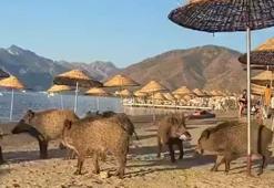 Turistler şaşkına döndü! Marmaris'te domuzlar sahile indi