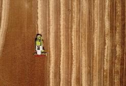 Tarım ÜFE haziranda artış gösterdi