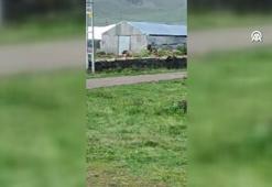 Kent merkezine inen boz ayıyı uzaklaştırmak için ekipler seferber oldu