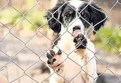 Sokak hayvanları düzenlemesi! Meclis'te gerginlik