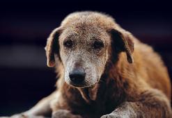 Sahipsiz hayvanlara yönelik kanun teklifi Komisyon'da! Kaybettiği kızının ayakkabılarını havaya kaldırarak tepki gösterdi