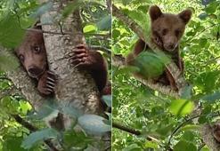 Rize'de ayı yavruları köye indi!