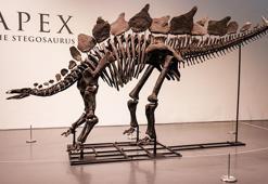 Dinozor iskeleti 44.6 milyon dolarlık rekor fiyata alıcı buldu