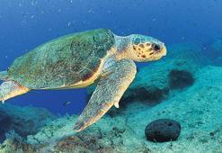 Kavurucu havalarda cinsiyetleri değişti