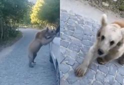 Araç sürücüsü, ayı saldırısından kıl payı kurtuldu