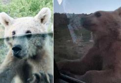Nemrut ziyaretinde neye uğradıklarına şaşırdılar! Ayı aracın kapısını açmaya çalıştı, olanlar oldu