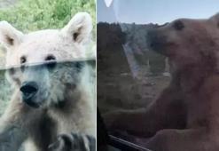 Nemrut’ta korku dolu anlar