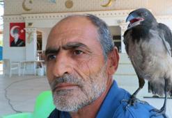 Kedilerin saldırısından kurtarılan yavru kargaya çocuğu gibi bakıyor