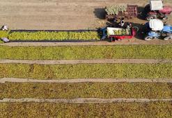 Sofralık üzümde ihracat 25 Temmuz'da başlayacak