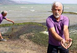 Eğirdir'de binlerce ölü kabuklu su canlısı kıyıya vurdu