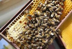 Türkiye'nin bal ihracatı 17,2 milyon doları aştı