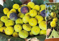 Erkenci incirin kilosu 200 lira