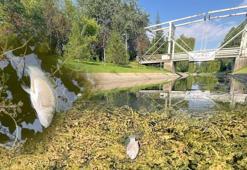 Porsuk Çayı'nda tedirgin eden görüntü! 'Çok miktarda ölü balık geldi'