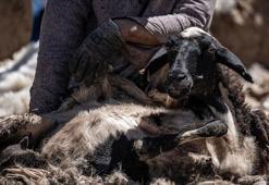 Hayvancılıkta destekleme tutarları belli oldu