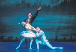 Kuğular, Bodrum’da dans ediyor