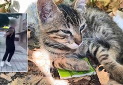 İstanbul'da şoke eden olay! Yolda gördüğü yavru kediyi balkona fırlattı