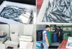 Bebek palamut katliamı!