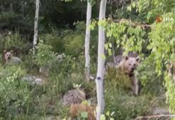 Nemrut’a giden piknikçilere ayı sürprizi