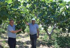 Yaş incir rekoltesi üreticinin yüzünü güldürecek