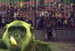 Yarım milyon oy alan şempanze! Şakaydı ama az kalsın belediye başkanı oluyordu