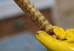 100 gramı 2 bin 500 liradan alıcı buluyor