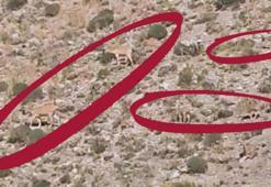 Hakkari-Van yolunda görüldü! 'Hiçbir şekilde dokunmayalım'