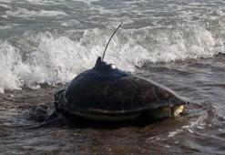 Uydu cihazı takılan deniz kaplumbağaları 50 günde Gazze Şeridi'ne yaklaştı
