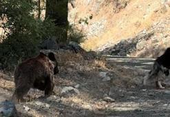Köpeği ile gezerken yavru ayı ile karşılaştı
