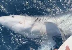Türk balıkçı, Gökçeada açıklarında 'mako' cinsi mavi köpek balığı buldu