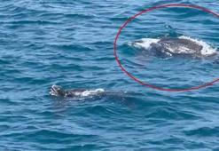 Okyanuslarda yaşıyordu İstanbul Boğazı'nda görüntülendi! 'Böylesini daha önce görmedim'