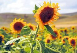 Ayçiçek tohum ve yağı için yeni kontenjan