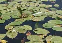 Beyşehir Gölü çiçek bahçesine döndü