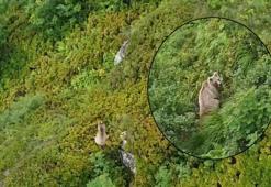 Yer: Rize! Görüntülendiğini anlayınca poz verdi