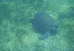 Deniz çayırlarıyla besleniyorlar! Su altında böyle görüntülendiler...